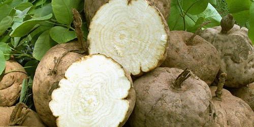 3.5. Bổ sung thảo dược giúp bổ sung nội tiết, tăng cường sức khỏe cho cơ thể 1