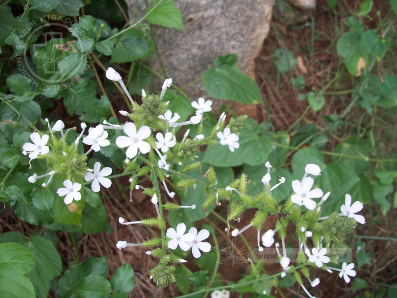Plumbago zeylanica L. 1