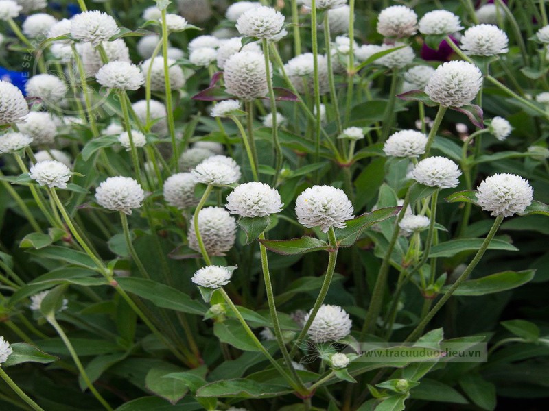 Gomphrena globosa L. 1