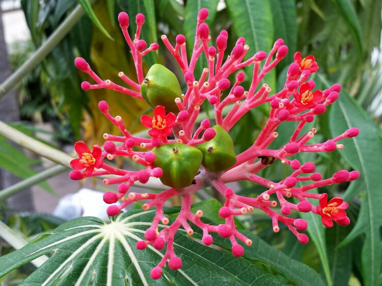 Jatropha multifda L. 1