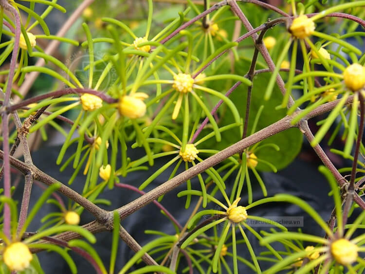 Naravelia laurifolia Wall. ex Hook.f. et Thoms. 1 Naravelia laurifolia Wall. ex Hook.f. et Thoms. 1