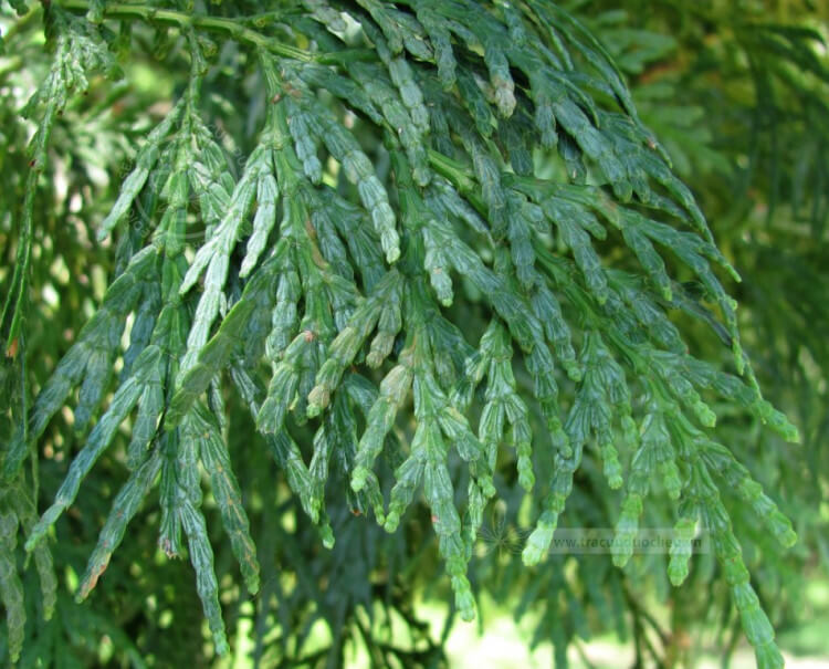 Calocedrus macrolepis Kurz 1 Calocedrus macrolepis Kurz 1