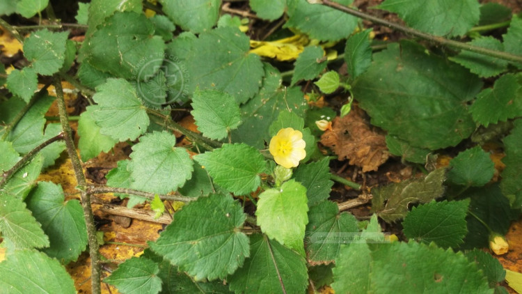 Sida cordata (Burm.f.) Borss.Waalk. 1 Sida cordata (Burm.f.) Borss.Waalk. 1