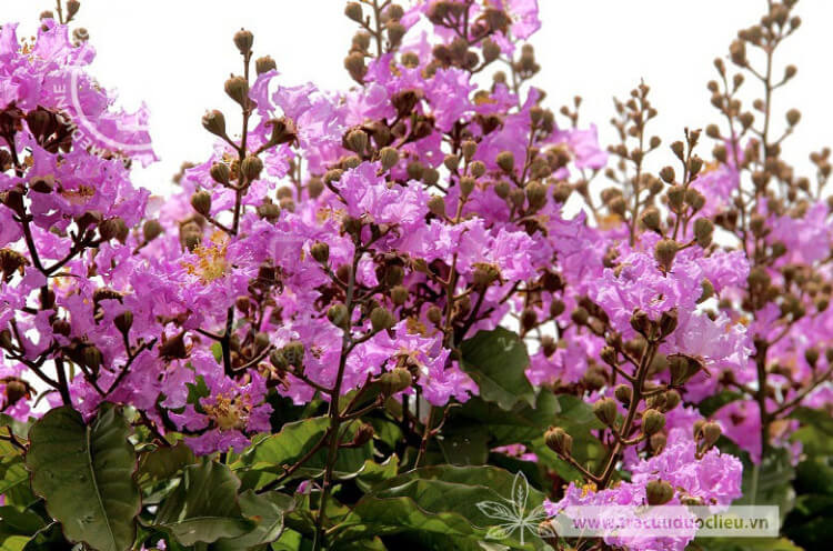 Lagerstroemia speciosa (L.) Pers. 1
