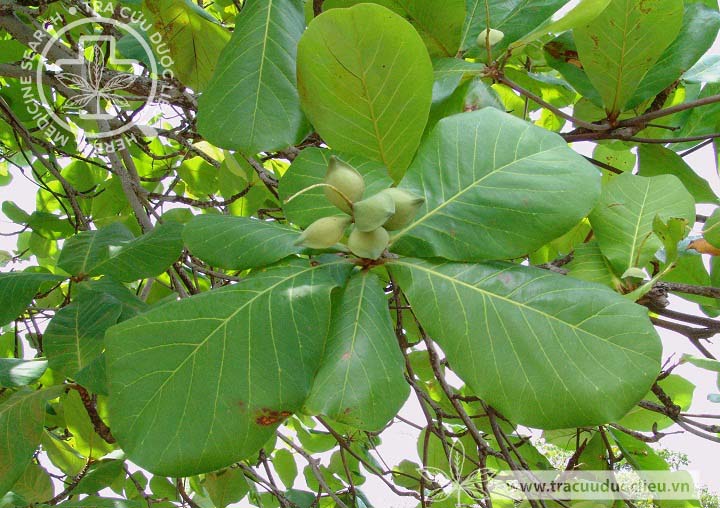 Terminalia catappa L. 1 Terminalia catappa L. 1