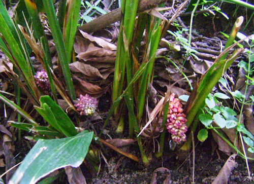Tupistra wattii (C.B.Clarke) Hook.f. 1 Tupistra wattii (C.B.Clarke) Hook.f. 1