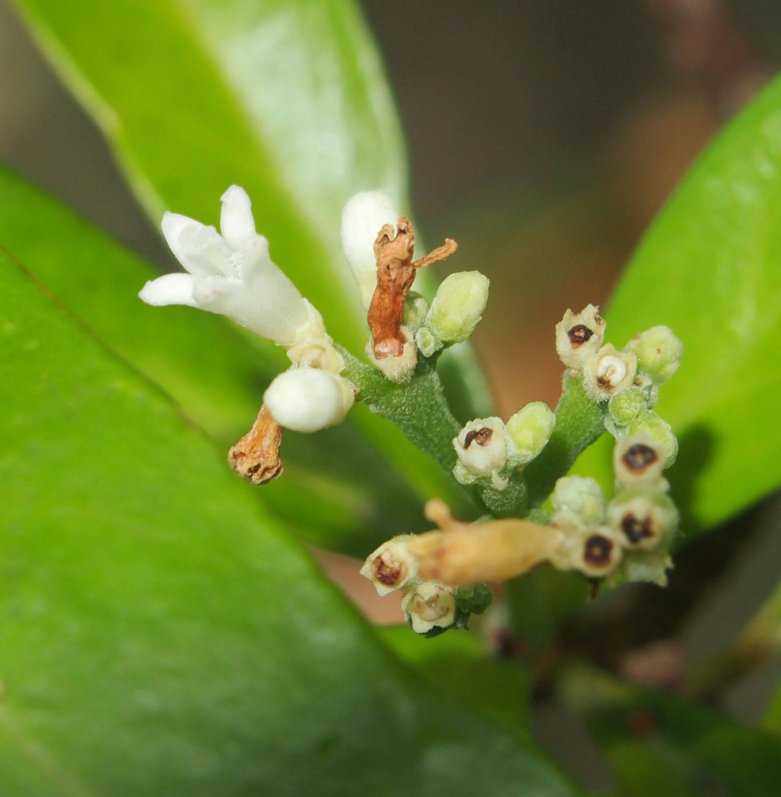 Psychotria balansae Pitard 1