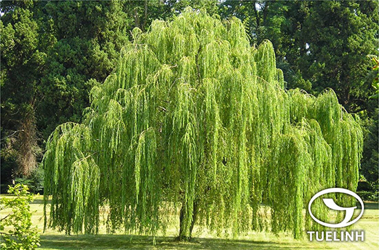 Salix babylonica L. 1