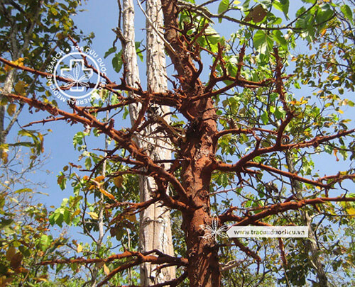 Dioecrescis erythroclada (Kurz) Tirveng. 1