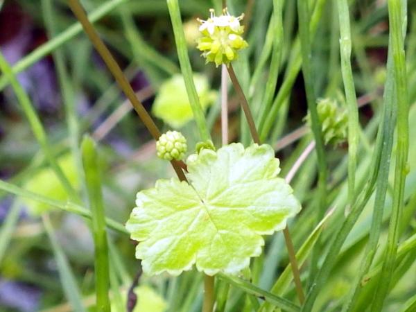 Hydrocotyle wilfordii Maxim. 1