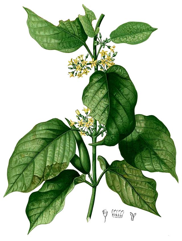 Gymnema inodorum (Lour.) Druce  – Cynanchum inodorum Lour., G. tigens (Roxb.) Spreng. 1