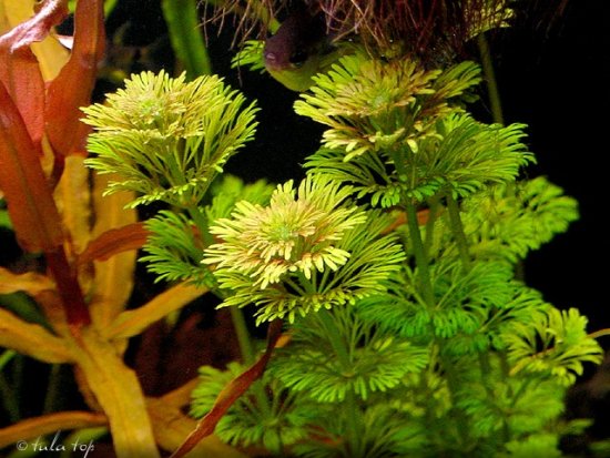 Limnophila sessiliflora (Vahl) Blume – Hottinia sessilifolia Vahl 1