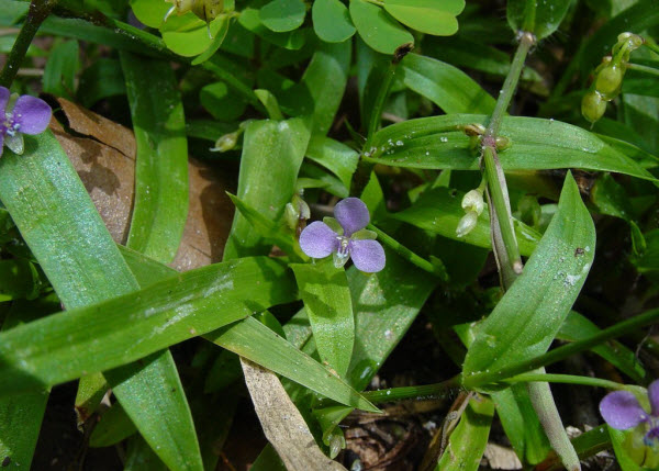 Murdannia nudiflora (L.) Brenan – Commelia nudiflora L. 1