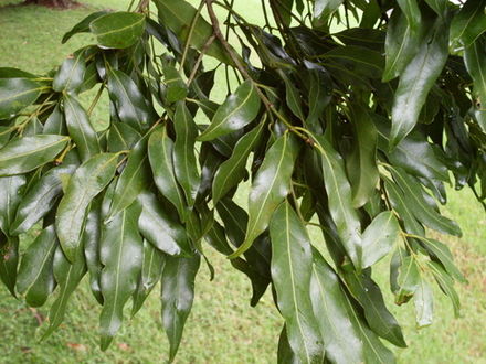 Cinnamomum cambodianum Lecomte 1