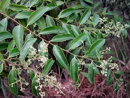 Embelia robusta Roxb.- Embelia picta A. DC. 1 Rè đốm, Chua nhút đốm