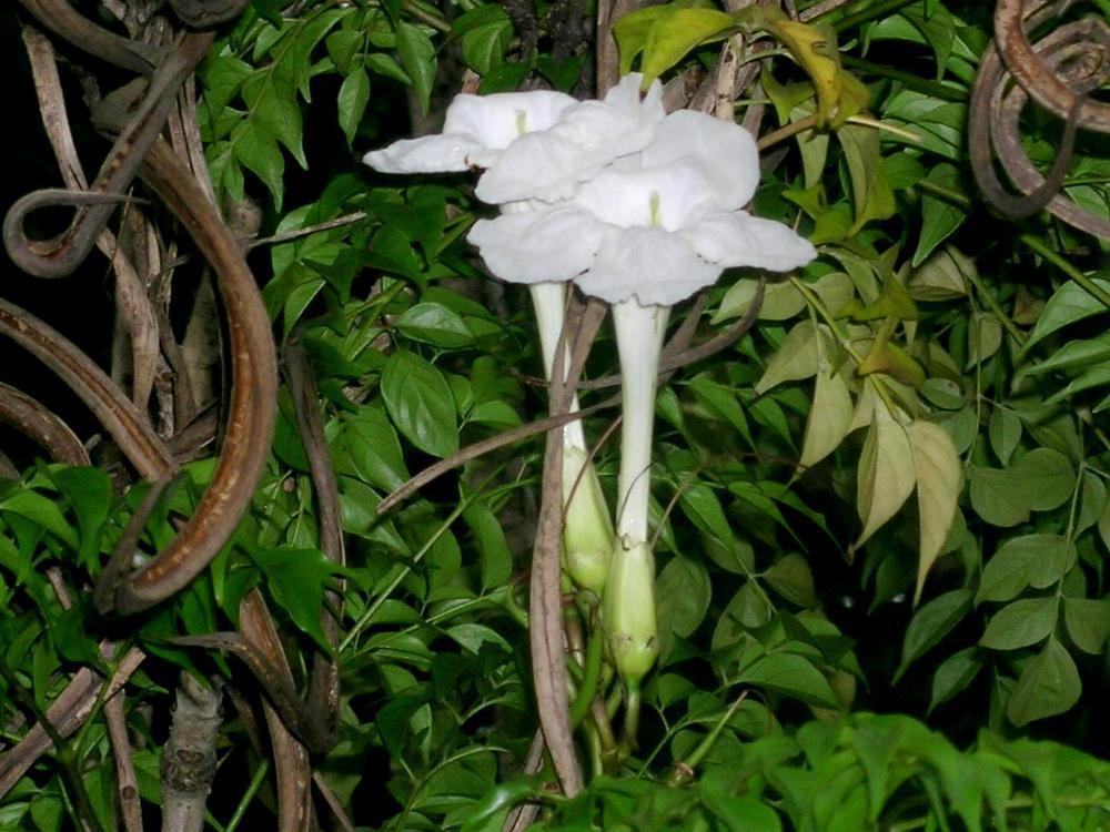  Radermachera sinica (Hance) Hemsl. – Sterospermum sinicum Hance 1