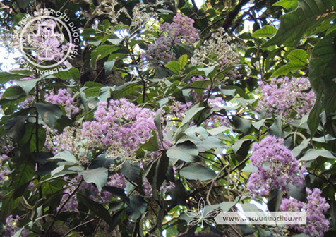 Vernonia arborea Buch.-Ham. ex D. Don 1