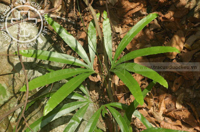 Lygodium conforme C. Chr. 1