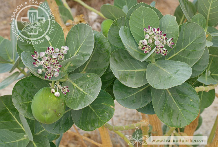 Calotropis procera (Ait.) Ait.f. 1 Calotropis procera (Ait.) Ait.f. 1