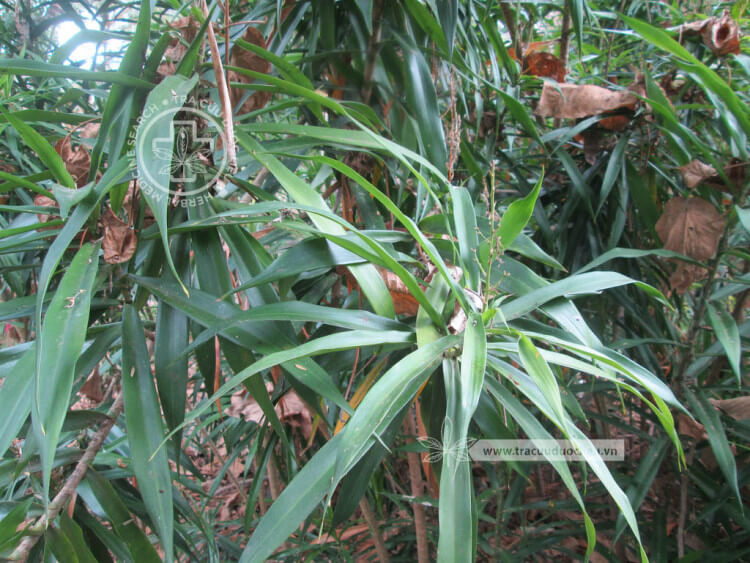 Dracaena angustifolia Roxb. 1