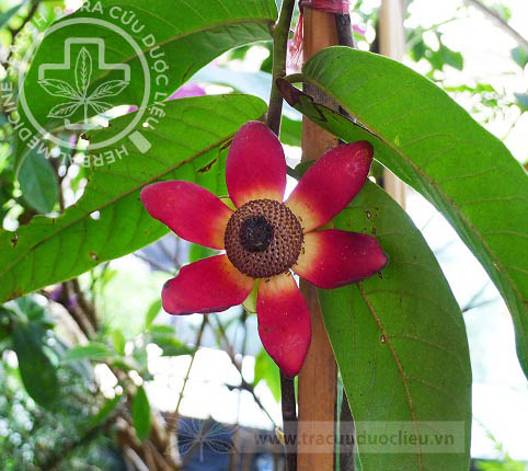 Uvaria grandiﬂora Roxb. ex Hornem. 1