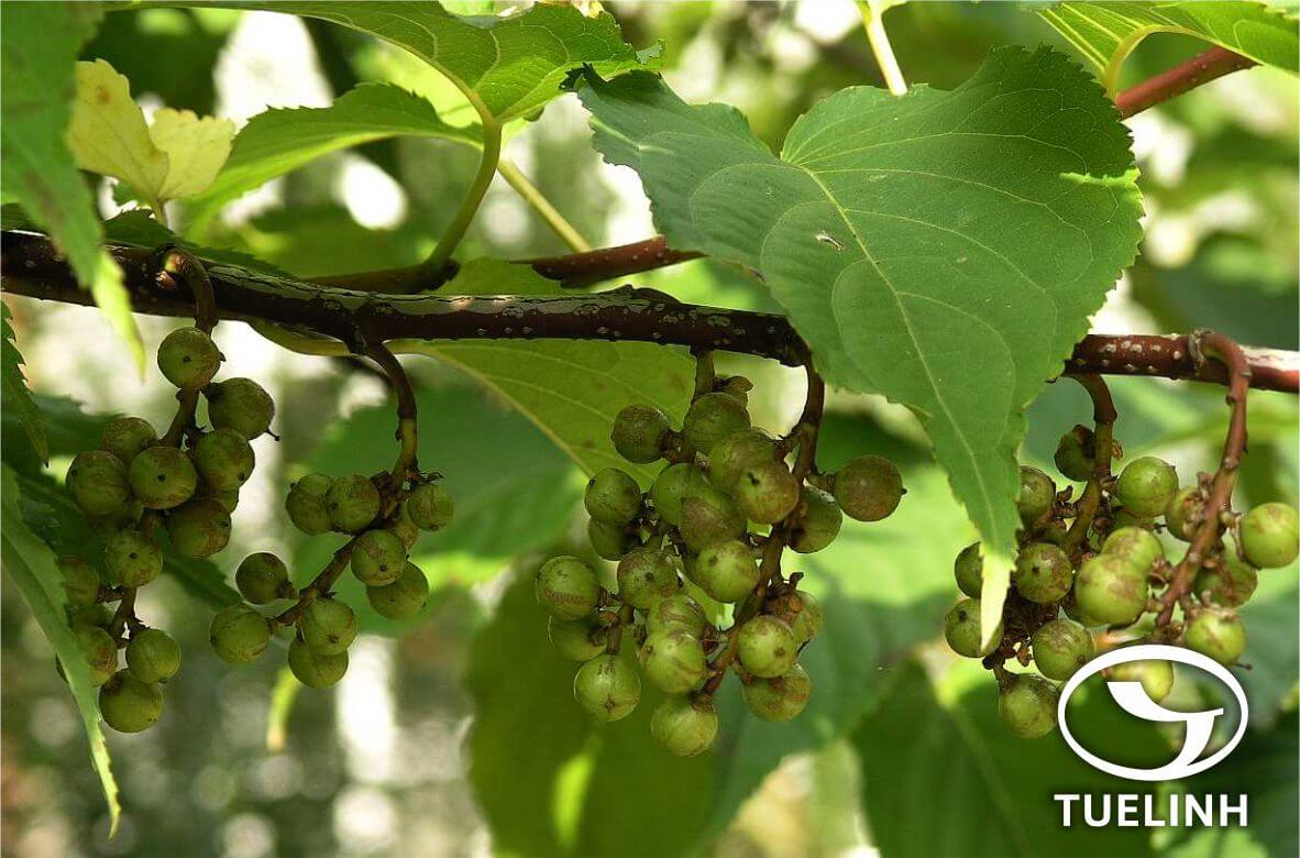 Stachyurus chinensis Franch 1