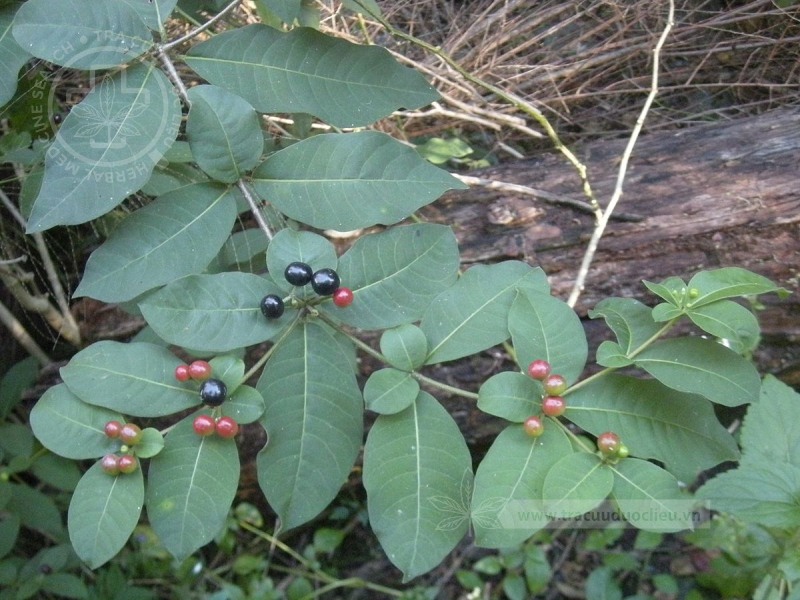 Rauvolfia tetraphylla L. 1 Rauvolfia tetraphylla L. 1