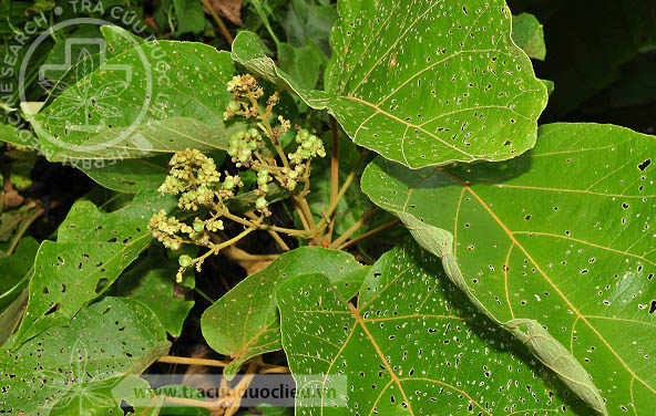 Premna tomentosa Willd. var. pierreana Dop 1