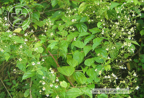 Premna chevalieri Dop 1 Premna chevalieri Dop 1