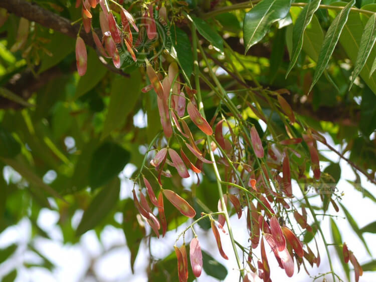 Ailanthus triphysa (Dennst.) Alston 1
