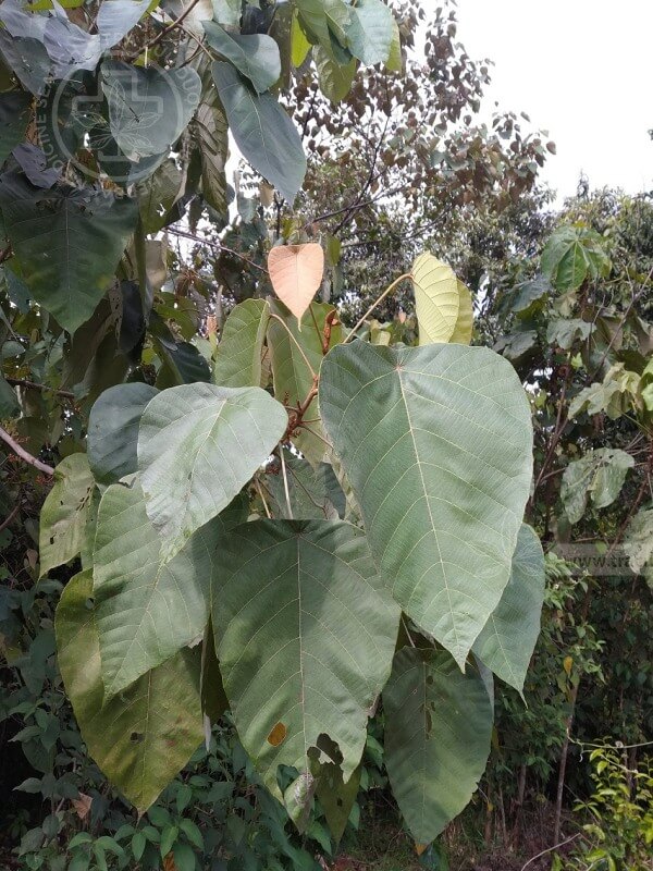 Macaranga denticulata (Blume) Muell.-Arg. – Mappa denticulata Blume 1 Macaranga denticulata (Blume) Muell.-Arg. – Mappa denticulata Blume 1