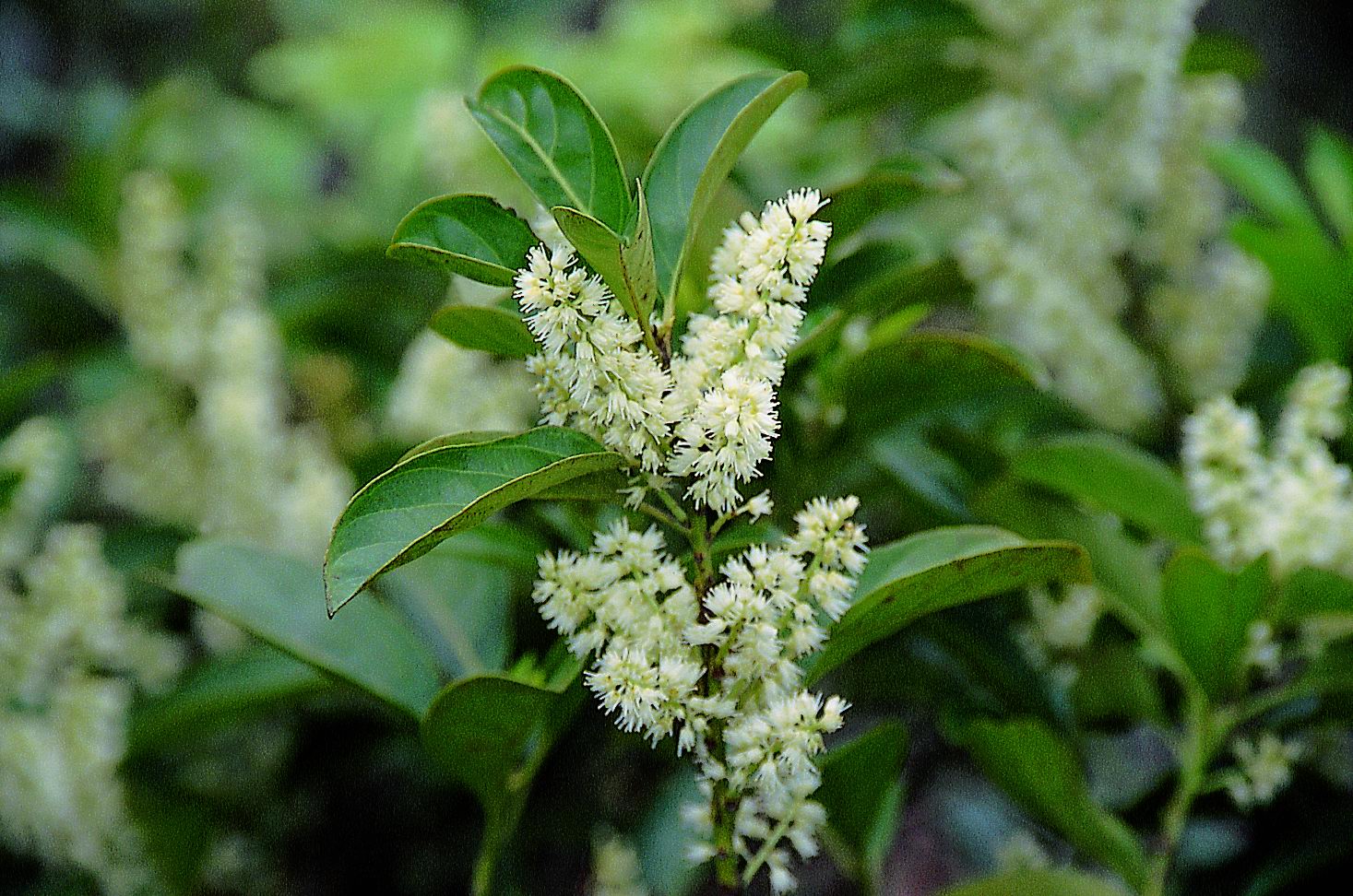 Itea chinensis Hook. et Arn. - Ba thưa