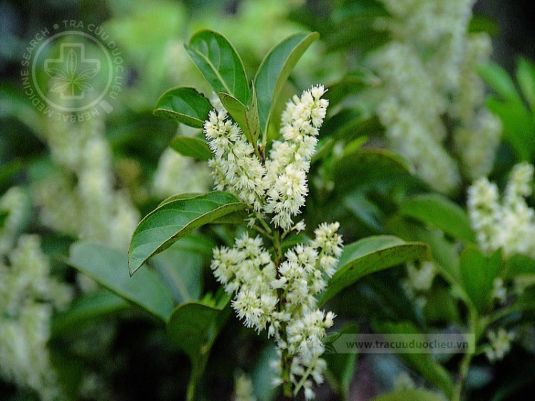 Itea chinensis Hook. et Arn. 1 Itea chinensis Hook. et Arn. 1