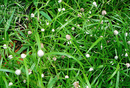 Kyllinga nemoralis (Forst. et Forst.f.) Dandy ex Hutch et Dalz. 1