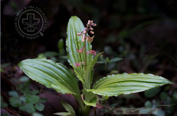 Crepidium acuminatum (D. Don) Szlach. 1