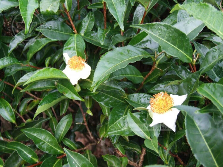 Camellia sinensis (L.) Kuntze 1