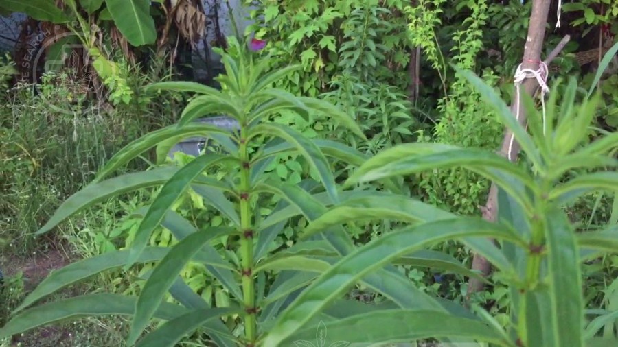 Clerodendrum indicum (L.) Kuntze 1 Clerodendrum indicum (L.) Kuntze 1