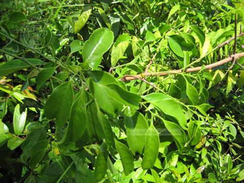 Salacia cochinchinensis Lour. 1