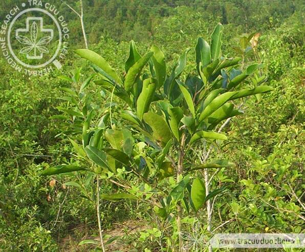 Salacia chinensis L. 1