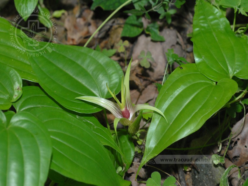 Stemona tuberosa Lour. 1 Stemona tuberosa Lour. 1