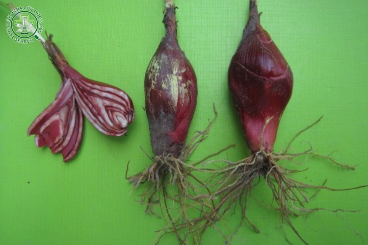 3.3. Cách trồng 1
