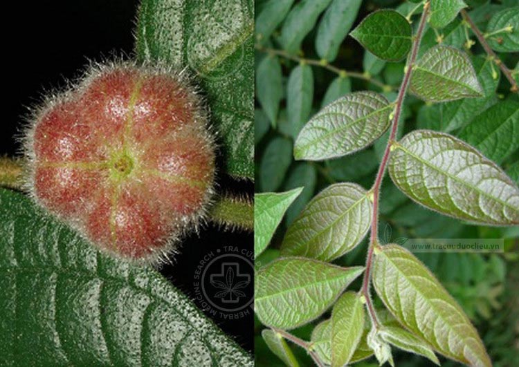 Glochidion eriocarpum Champ 1