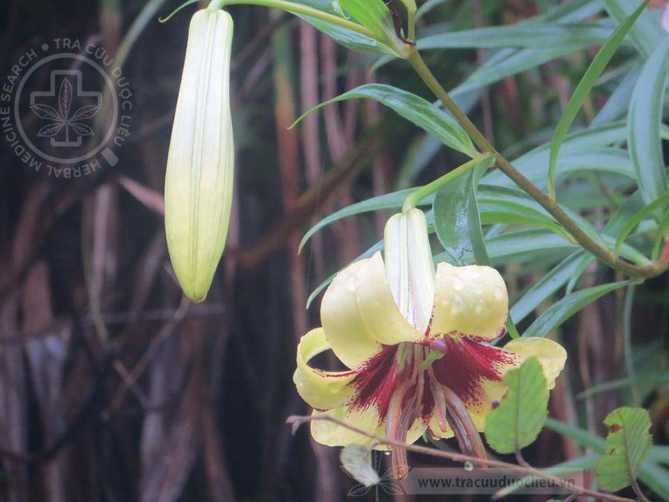Lilium brownii var. viridulum Baker 1