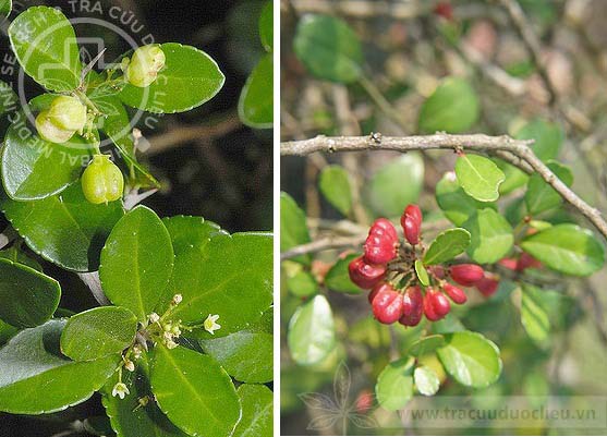 Gymnosporia diversifolia Maxim. 1