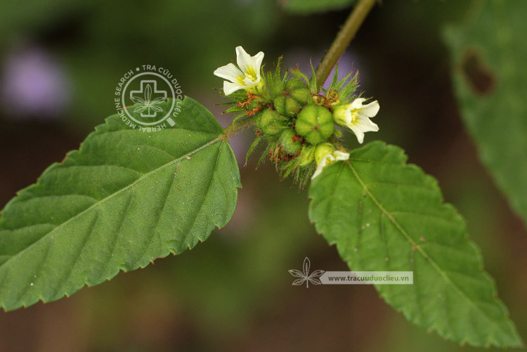 Melochia corchorifolia L. 1 Melochia corchorifolia L. 1
