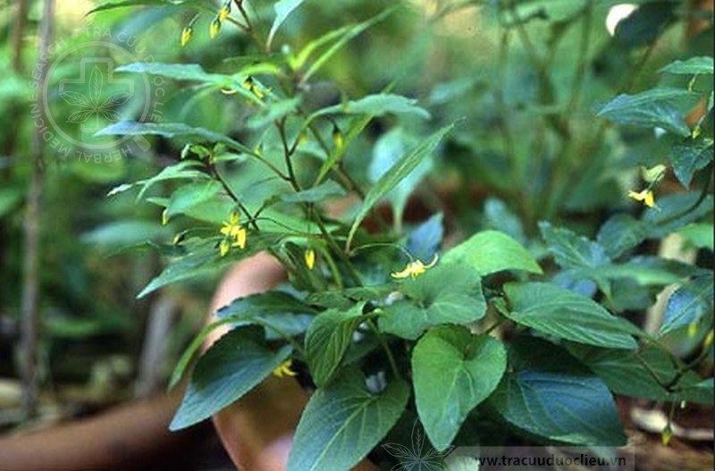 Lysimachia sikokiana Miq. 1 Lysimachia sikokiana Miq. 1