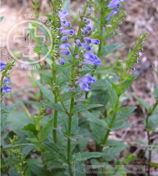 Scutellaria barbata D. Don 1 Scutellaria barbata D. Don 1