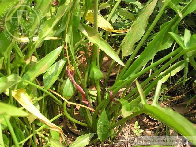 Typhonium ﬂagelliforme (Lodd.) Blume 1