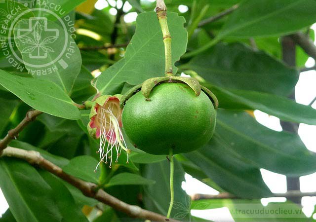 Sonneratia ovata Back. 1