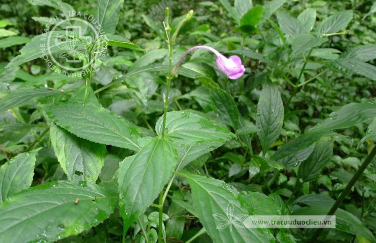 Asystasiella neesiana (Wall.) Lindau 1